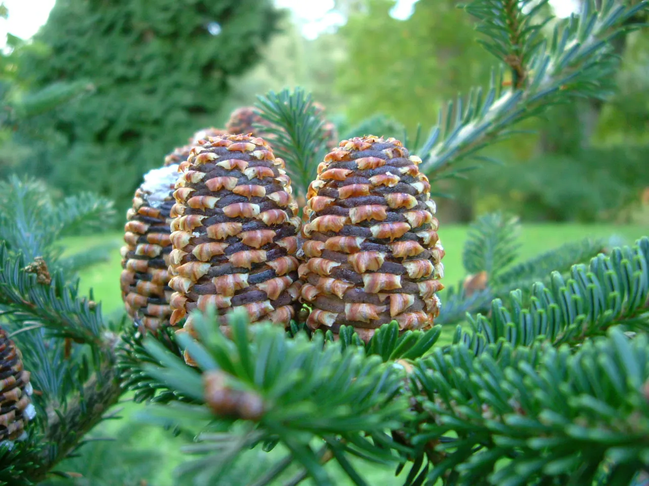 Fraser Fir (Abies Fraseri) — acidic soil and will thrive in full sun to partial shade