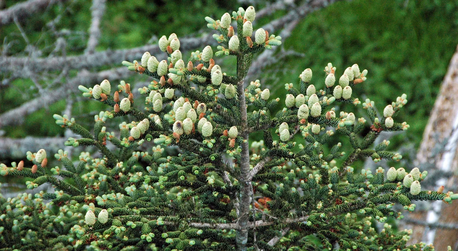 Fraser Fir (Abies Fraseri) — it is an adaptable addition to a varied landscape design