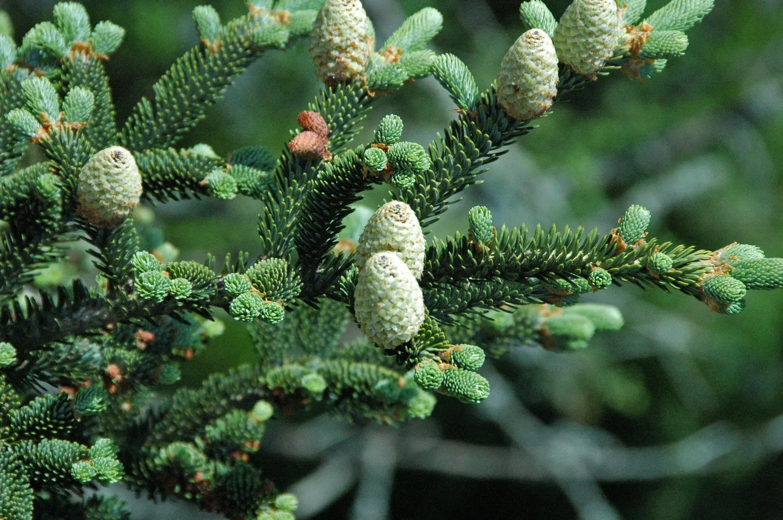 Fraser Fir (Abies Fraseri) — its needles are an attractive dark green with silvery undersides