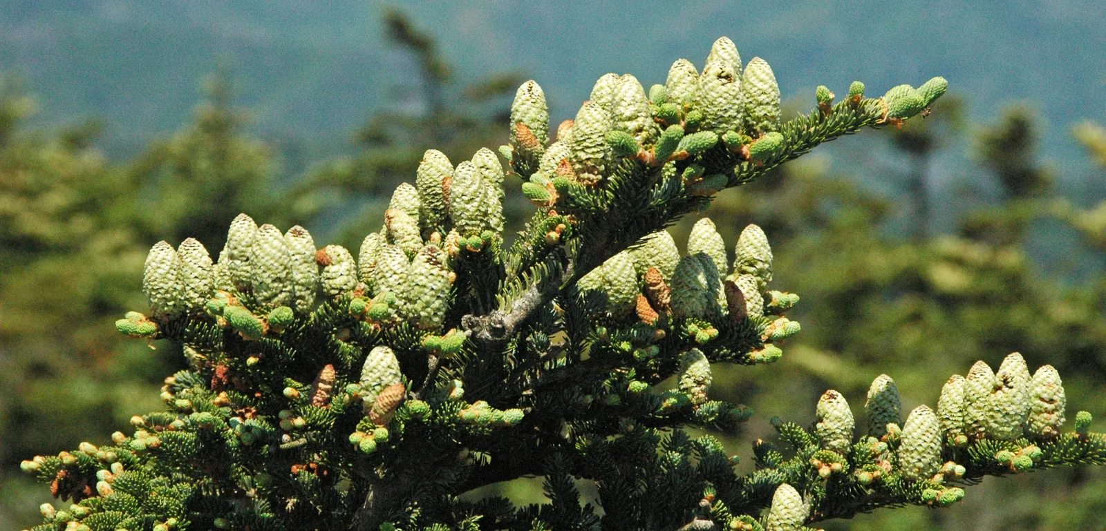 Fraser Fir (Abies Fraseri) — This cold-hardy tree prefers acidic, moist soil and partial to full sun exposure