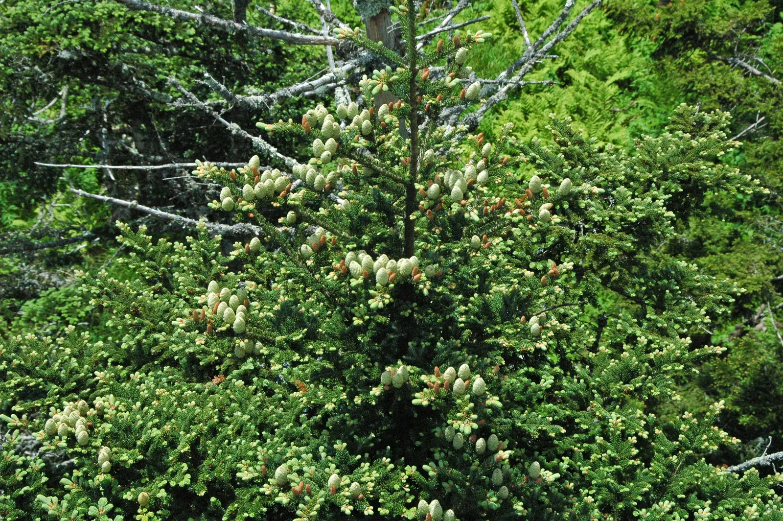 Fraser Fir (Abies Fraseri) — is a coniferous evergreen that is an excellent choice for a landscape with a cold temperate climate