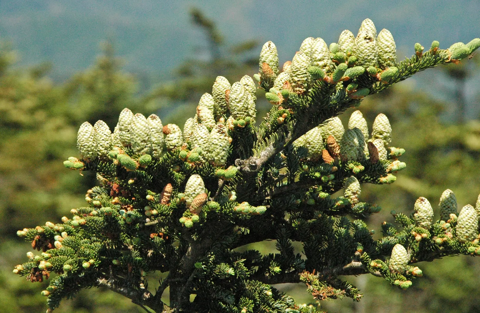 Fraser Fir (Abies Fraseri) — The bark is grayish-brown and smooth, adding textural interest