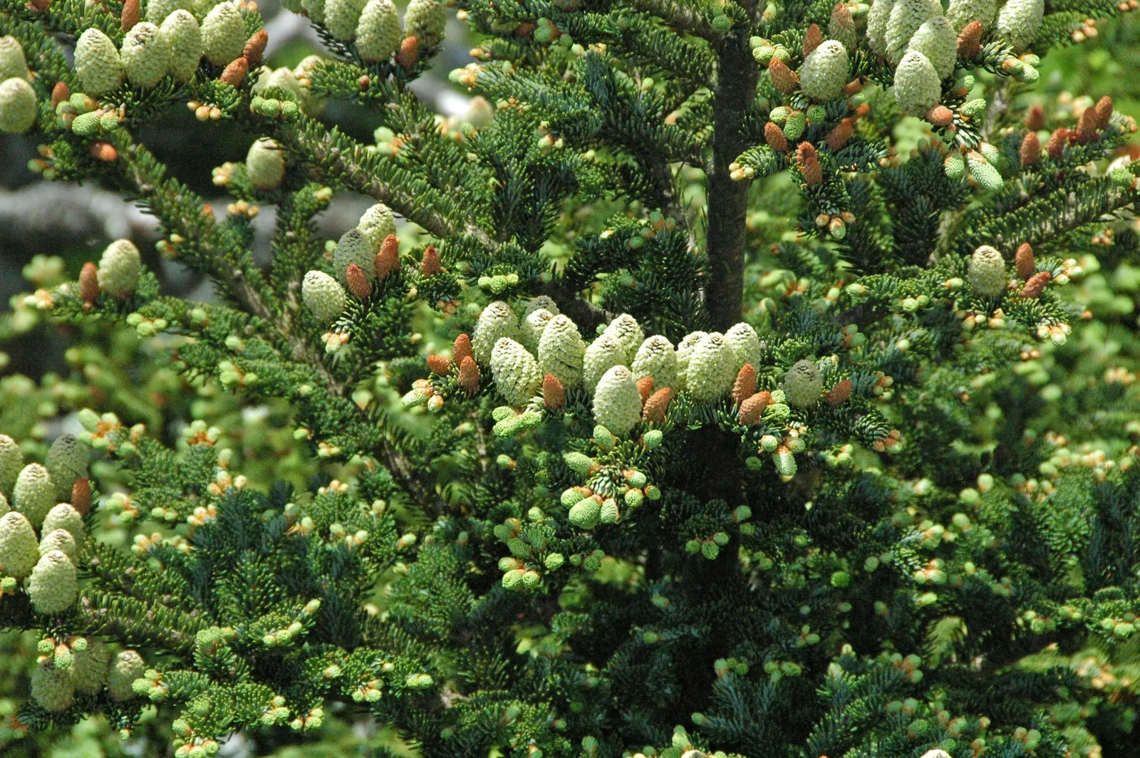Fraser Fir (Abies Fraseri) — This cold-hardy tree prefers acidic, moist soil and partial to full sun exposure; pruning is generally not necessary except for
