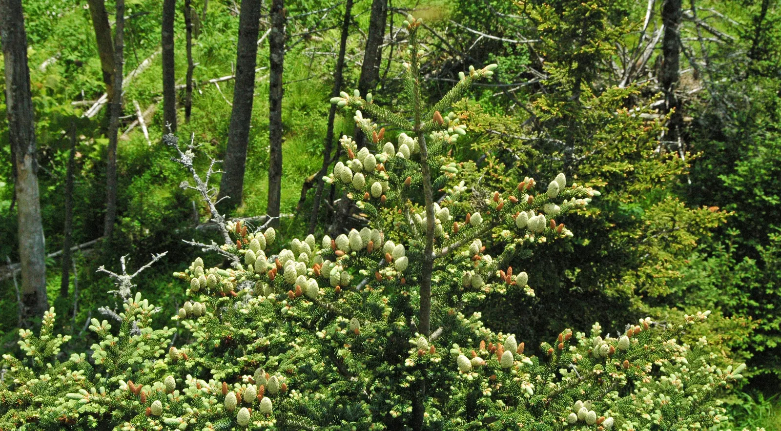 Fraser Fir (Abies Fraseri) — Originating from the higher elevations of the southern Appalachian Mountains