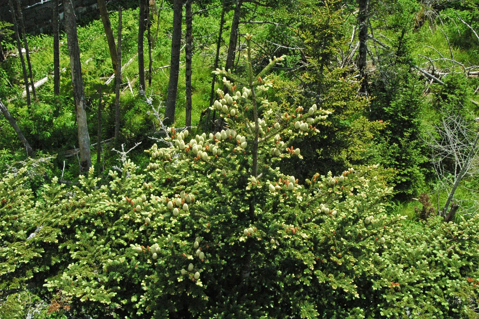 Fraser Fir (Abies Fraseri) — this fir is known for its classic pyramidal shape and lush