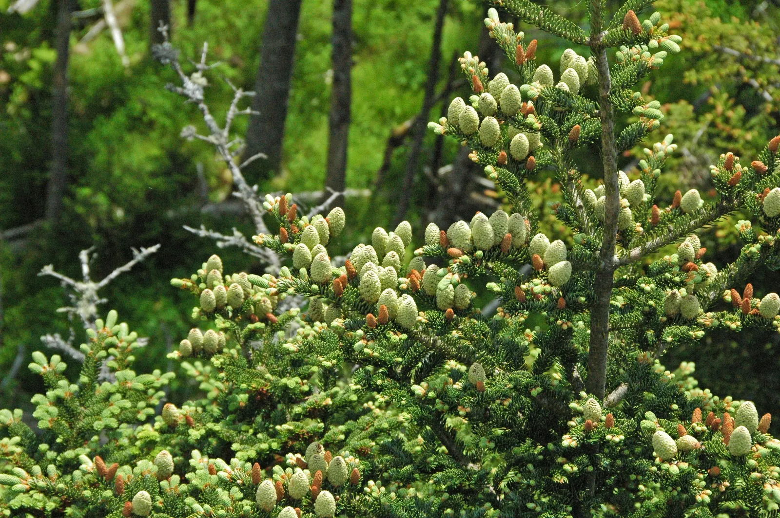 Fraser Fir (Abies Fraseri) — commonly known as the Fraser Fir
