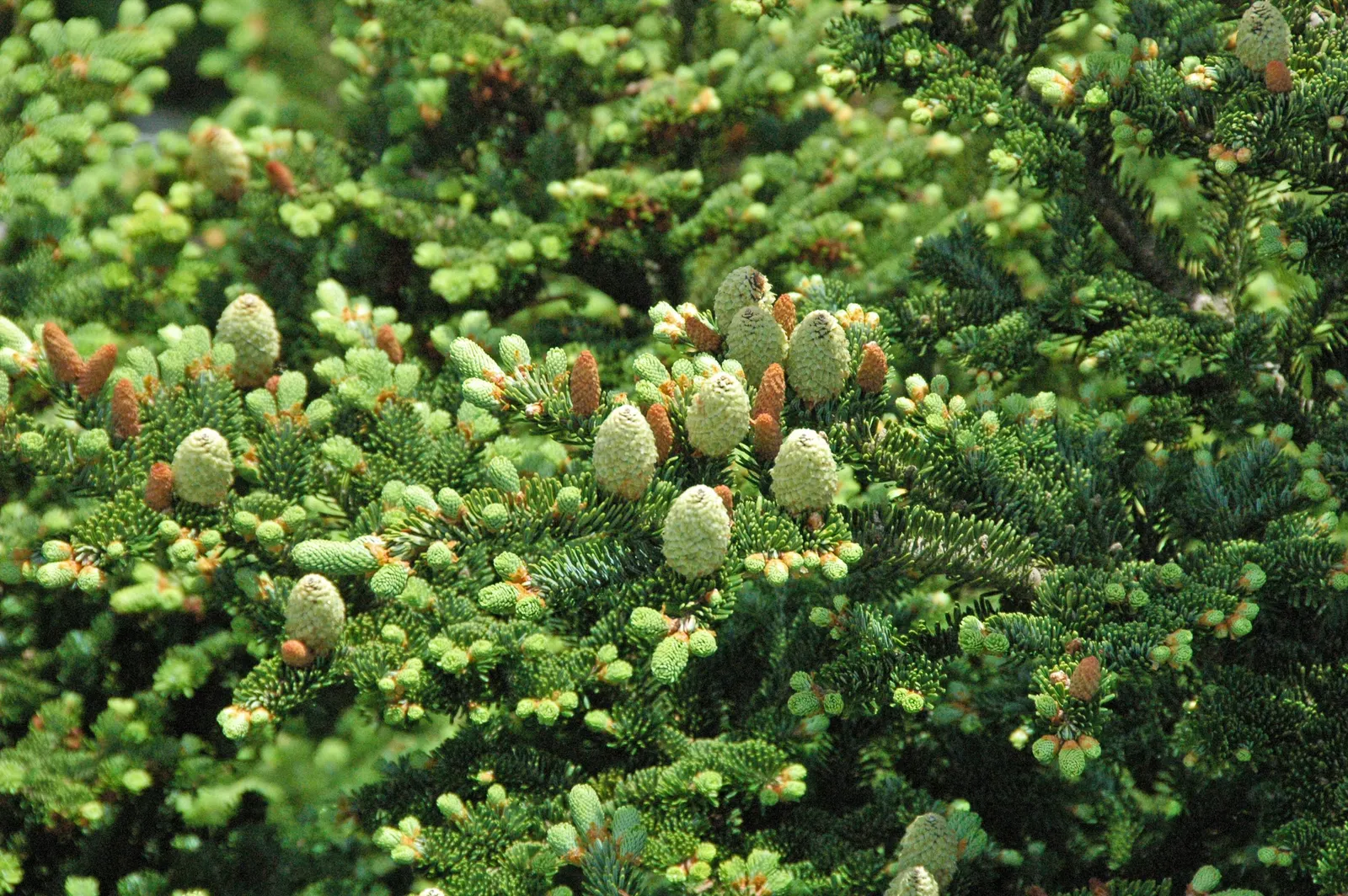 Fraser Fir (Abies Fraseri) — commonly known as the Fraser Fir; the bark is grayish-brown and smooth, adding textural interest