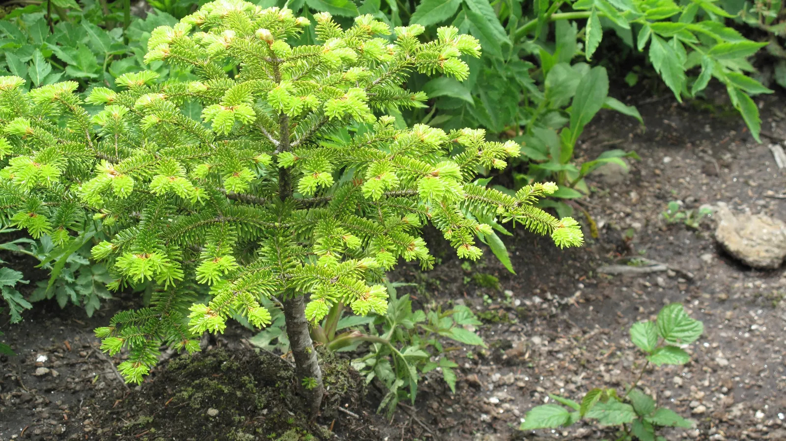 Fraser Fir (Abies Fraseri) — Reaching 30-50 feet in height with a 10-25 foot spread