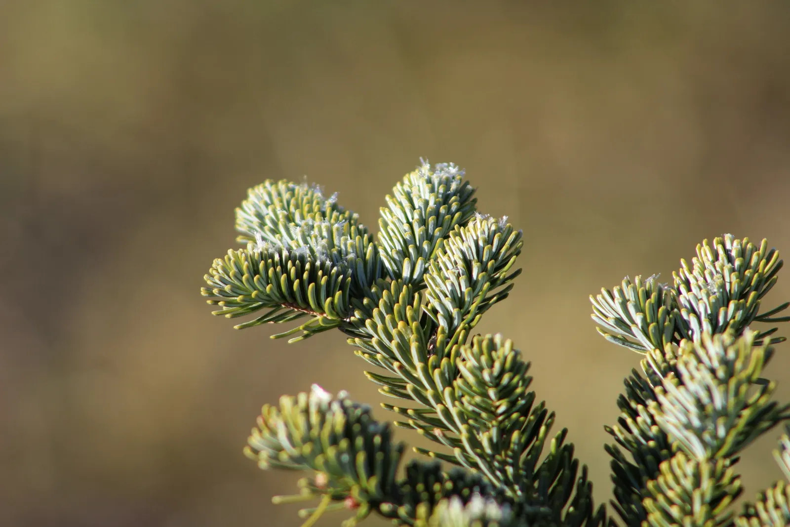 Fraser Fir (Abies Fraseri) — is a majestic evergreen renowned for its uniform pyramid shape and lush; this cold-hardy tree prefers acidic, moist soil and