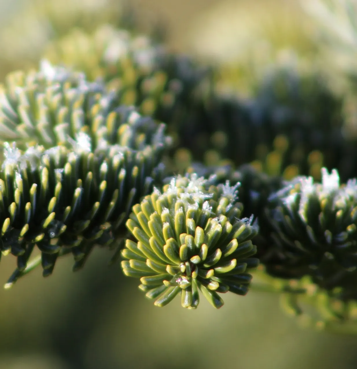 Fraser Fir (Abies Fraseri) — making it a nostalgic and aesthetically pleasing year-round feature