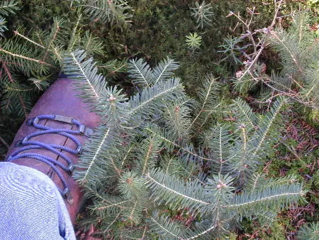 Fraser Fir (Abies Fraseri) — as well as attracting local wildlife.<br><br>This fir prefers well-drained