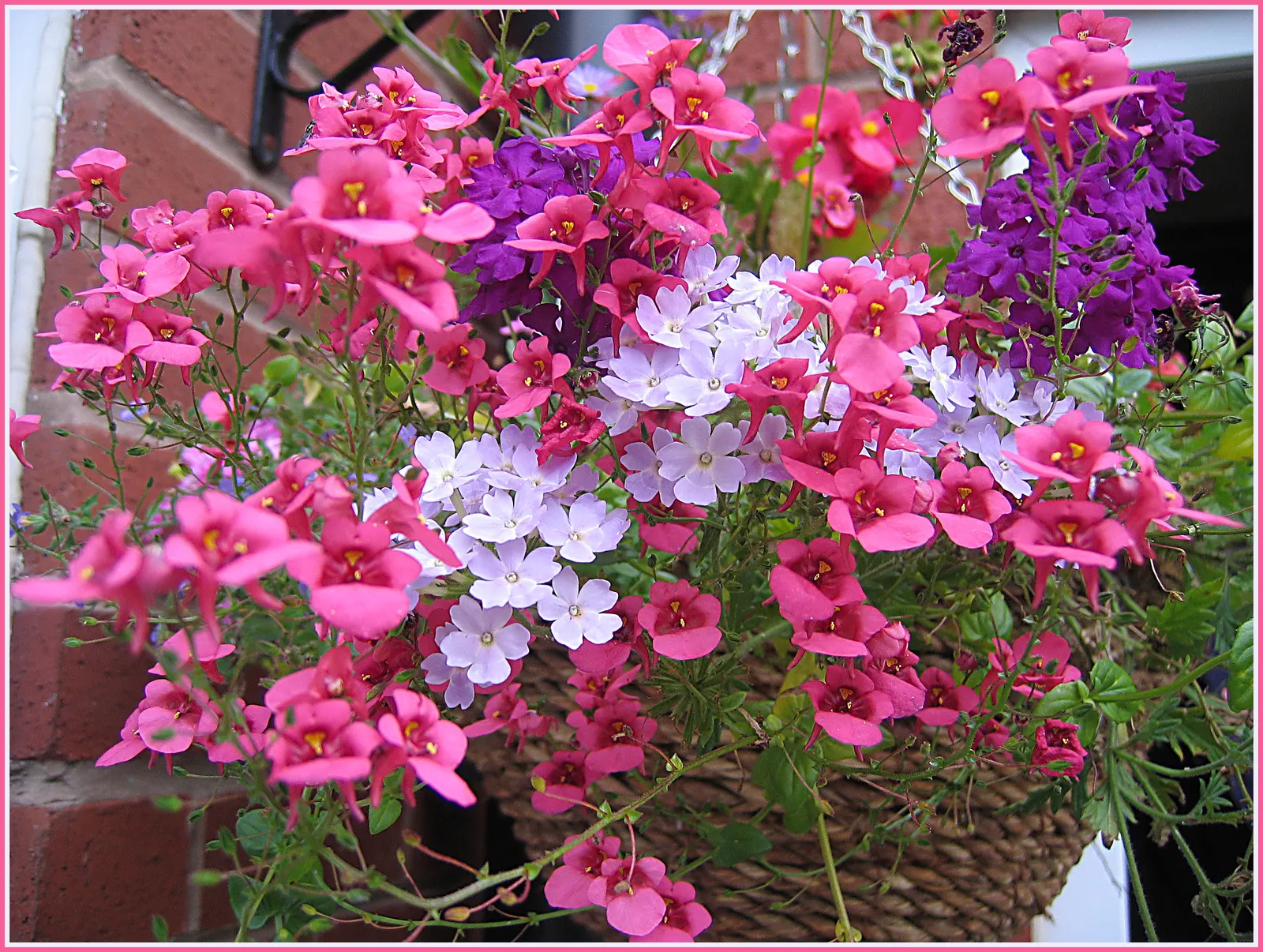 Twinspur (Diascia Barberae) — Prefers well-draining soil and regular watering, while being moderately drought-tolerant once established