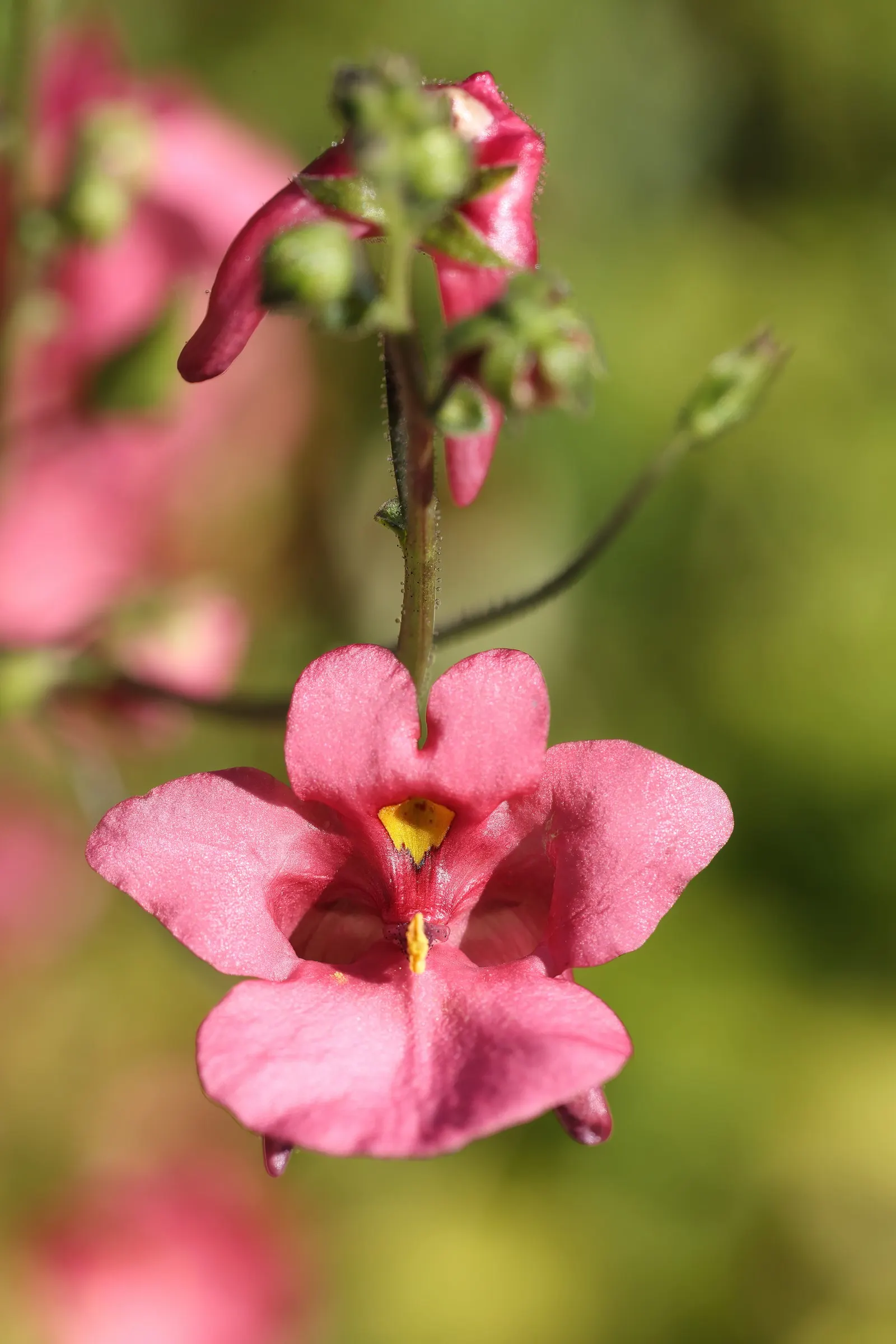 Twinspur (Diascia Barberae) — The flowers come in an array of colors