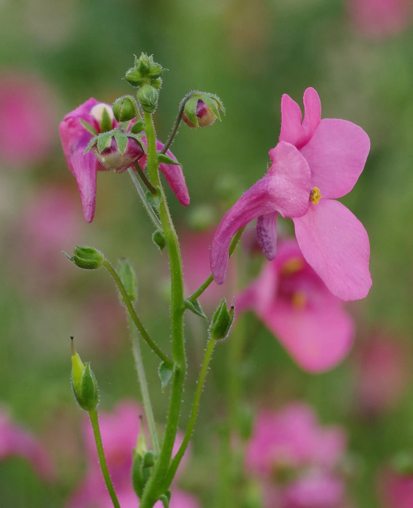 Twinspur (Diascia Barberae) — is a charming herbaceous perennial that brings a delicate yet vibrant touch to any landscape design