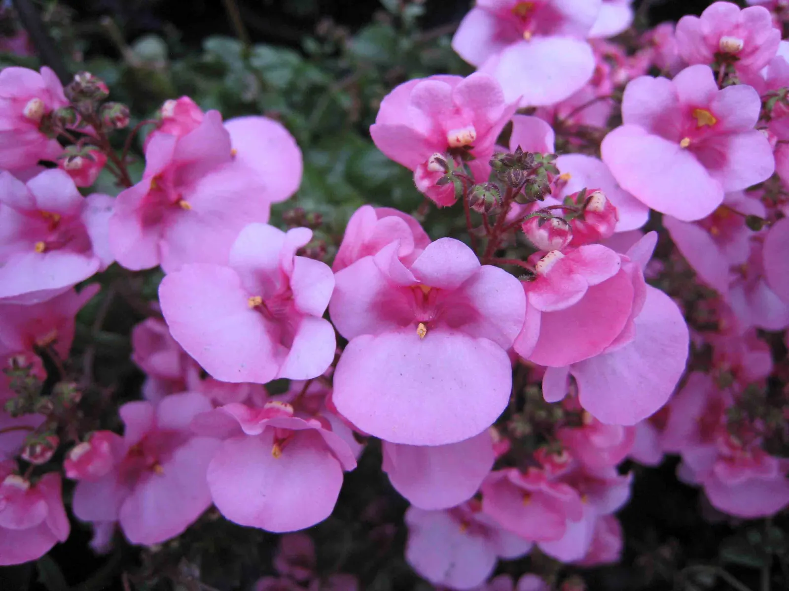 Twinspur (Diascia Barberae) — Ideal for borders or containers, it attracts butterflies with its elongated, spiky flowers