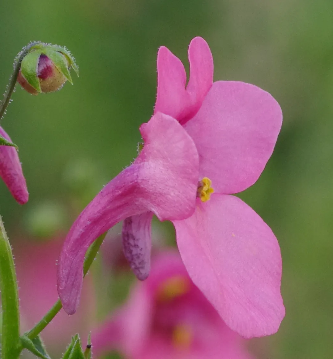 Twinspur (Diascia Barberae) — It reaches up to 12 inches in height and spreads 18 inches wide, thriving in full to partial sun