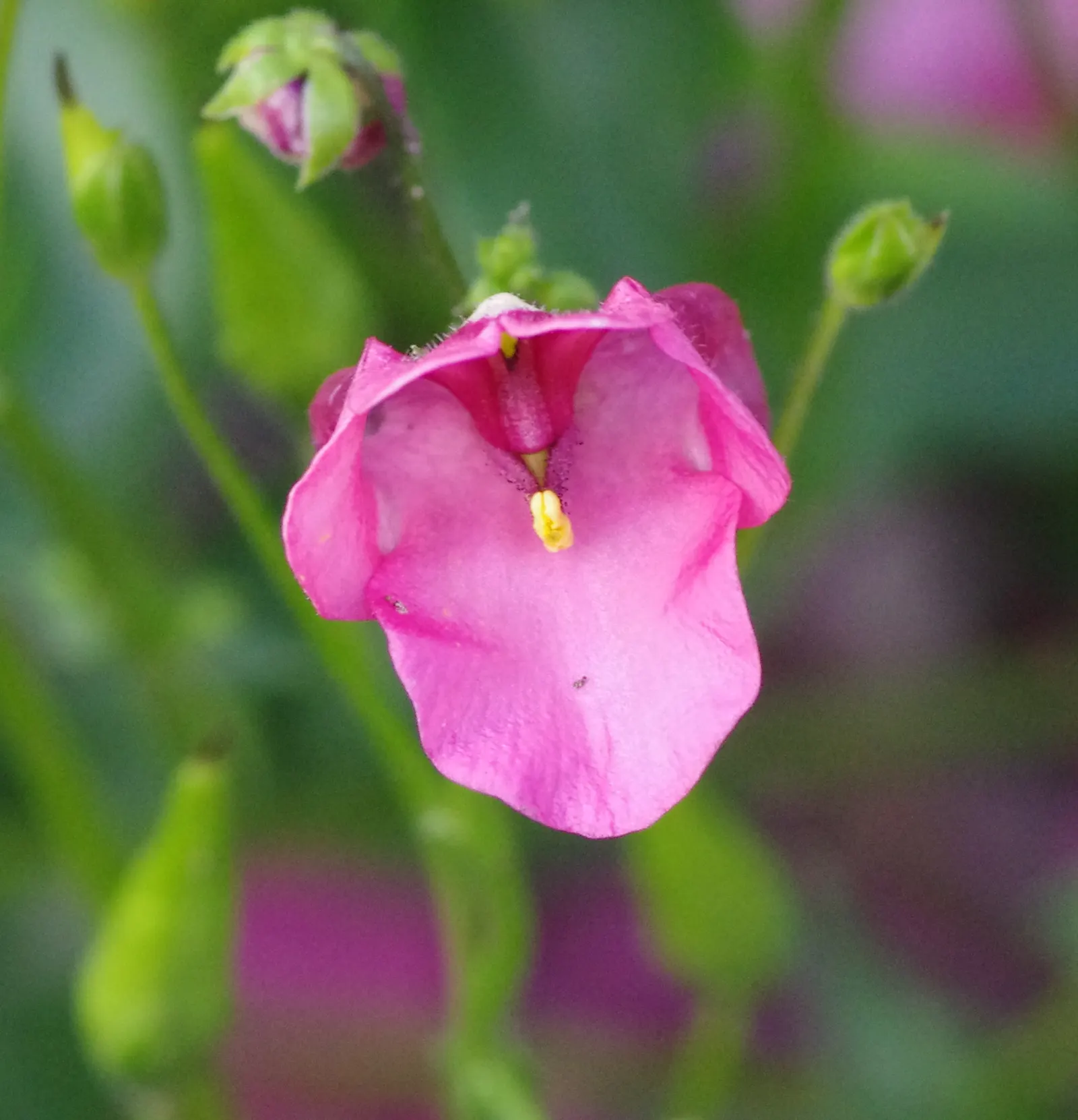 Twinspur (Diascia Barberae) — A delicate addition to any garden, it offers a continuous display of color