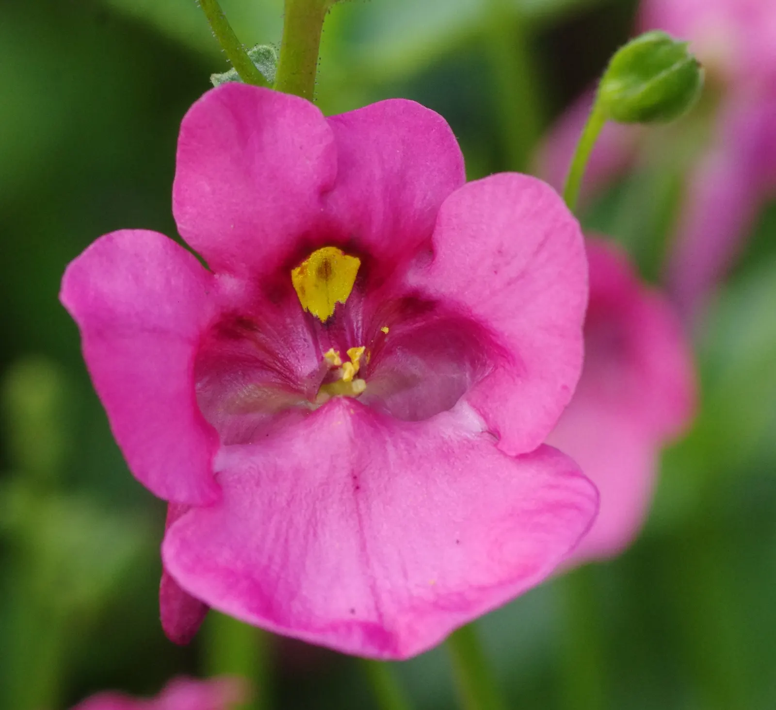 Twinspur (Diascia Barberae) — spurred flowers that bloom profusely from late spring through the first frost