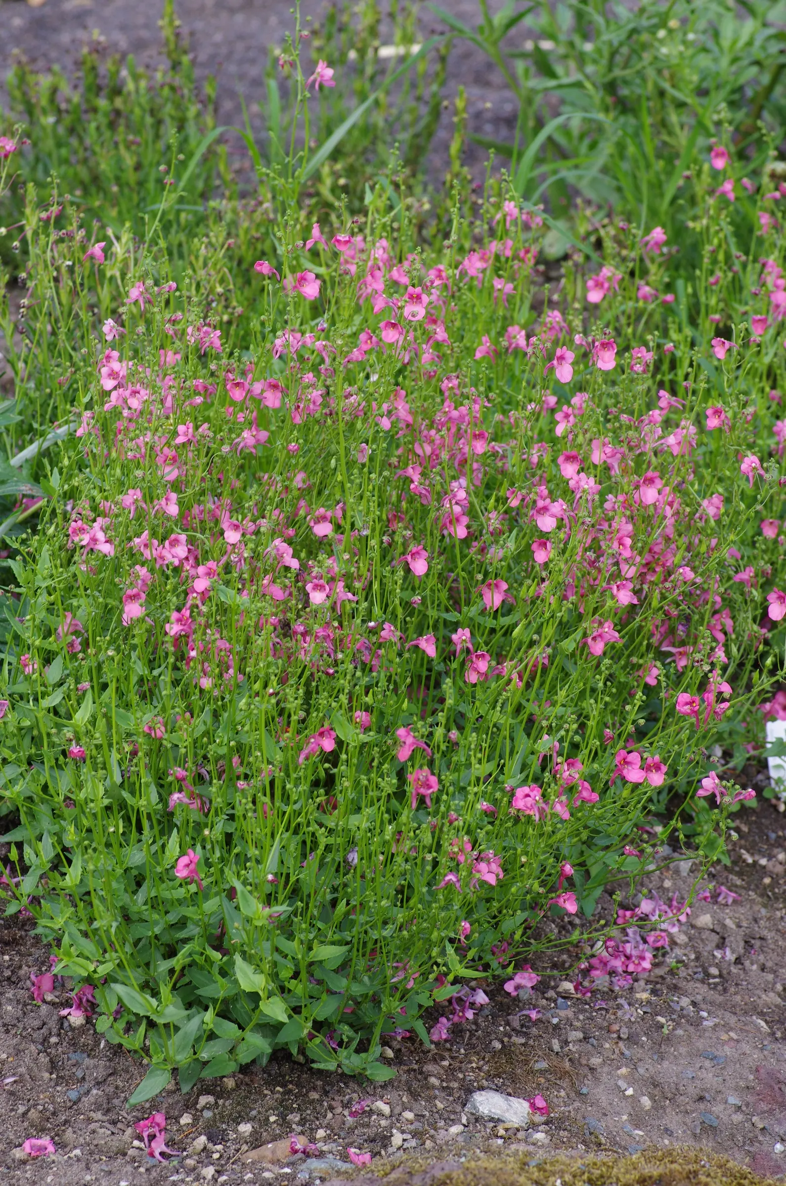 Twinspur (Diascia Barberae) — known scientifically as Diascia barberae