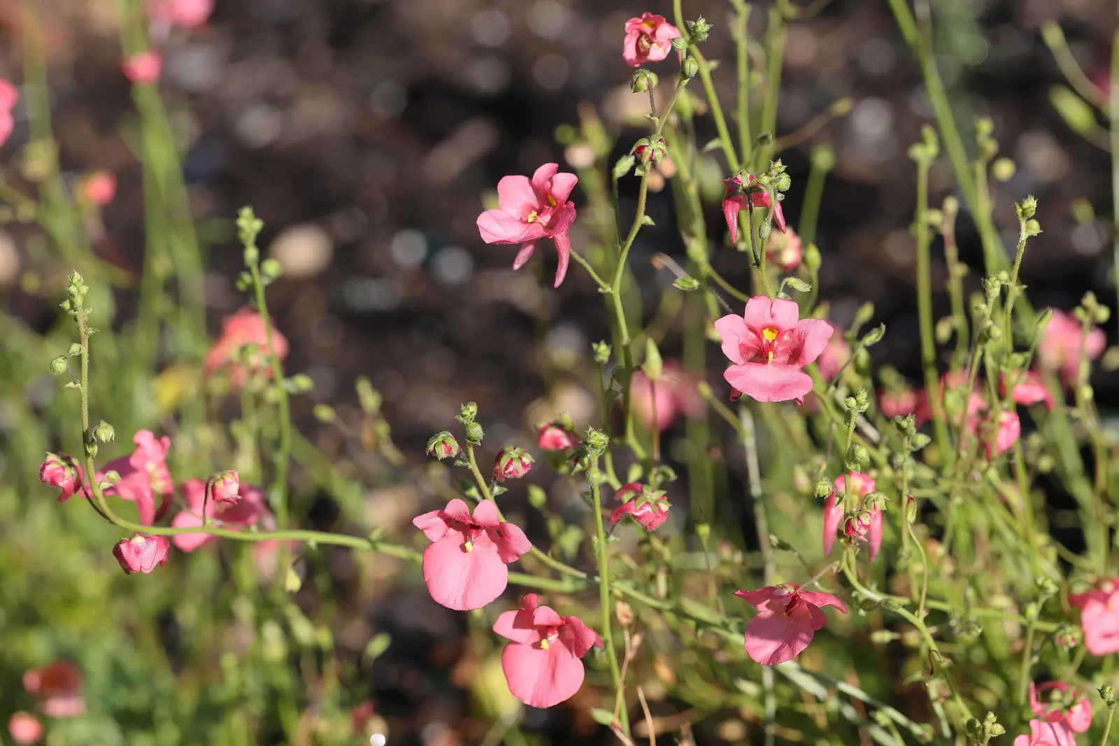 Twinspur (Diascia Barberae) — exhibiting profuse coral-pink blooms from spring to fall
