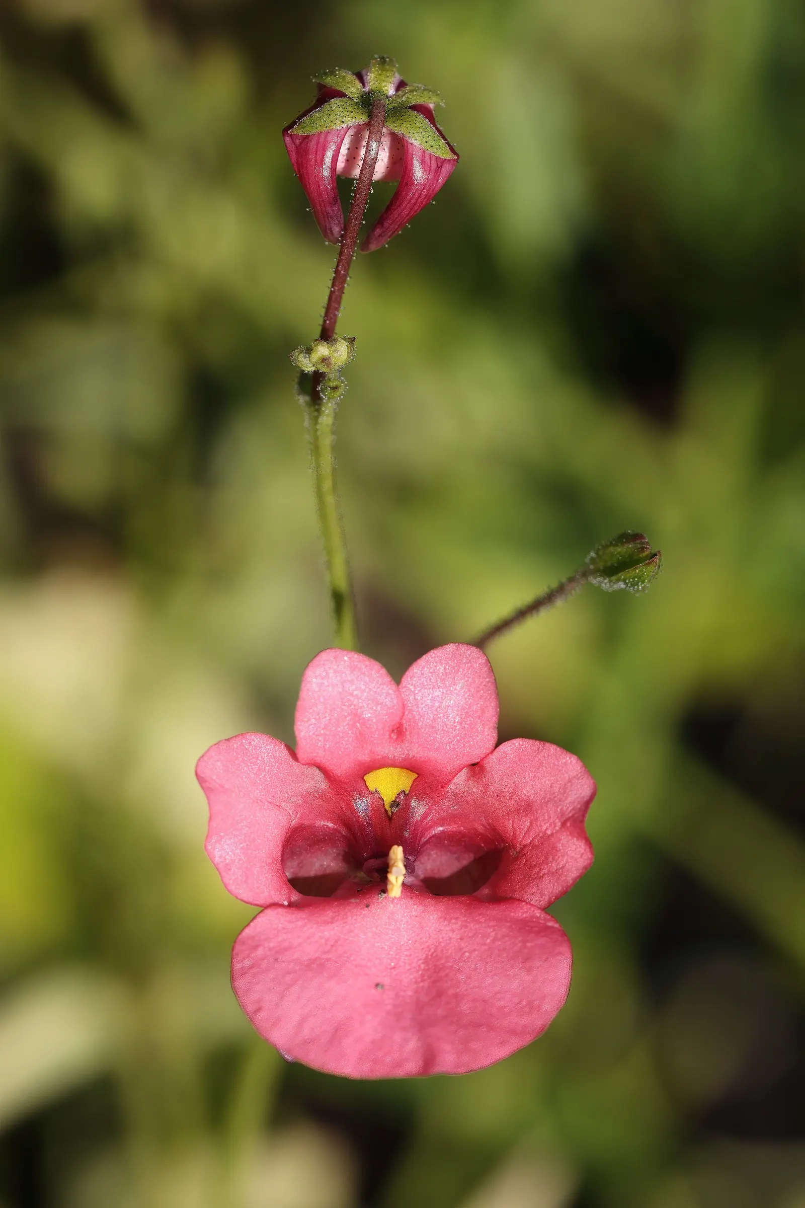Twinspur (Diascia Barberae) — peaking in the summer months