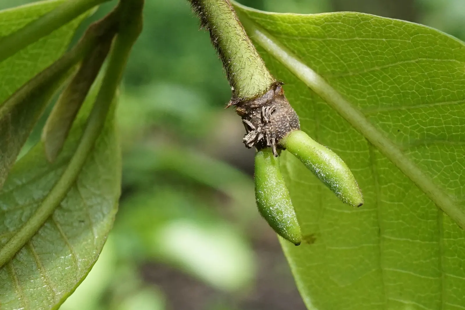 Pawpaw (Asimina Triloba) — but fruiting is most abundant in full sun.<br><br>In a landscape; typically by flies or beetles