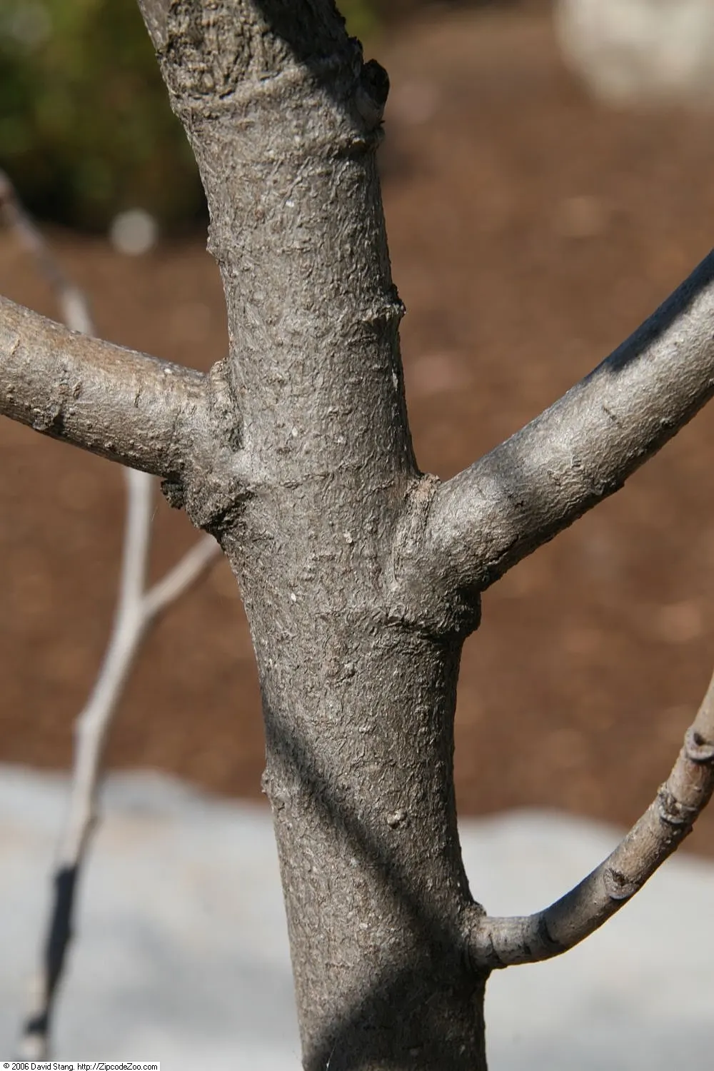 Pawpaw (Asimina Triloba) — Thus, planting two or more genetically distinct trees will ensure better fruit production; but fruiting is most abundant, image 92