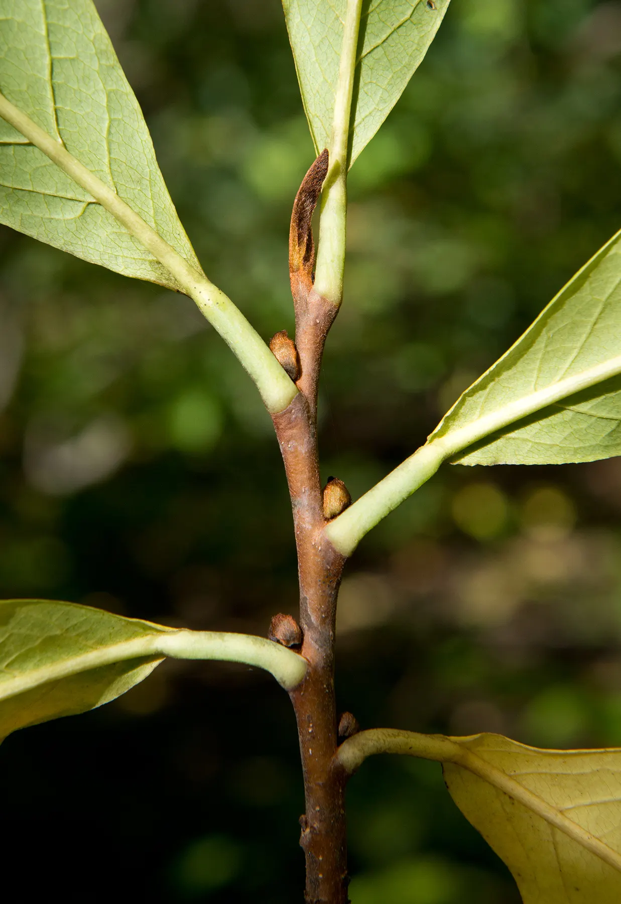Pawpaw (Asimina Triloba) — Prefers moist, well-drained soil in partial shade