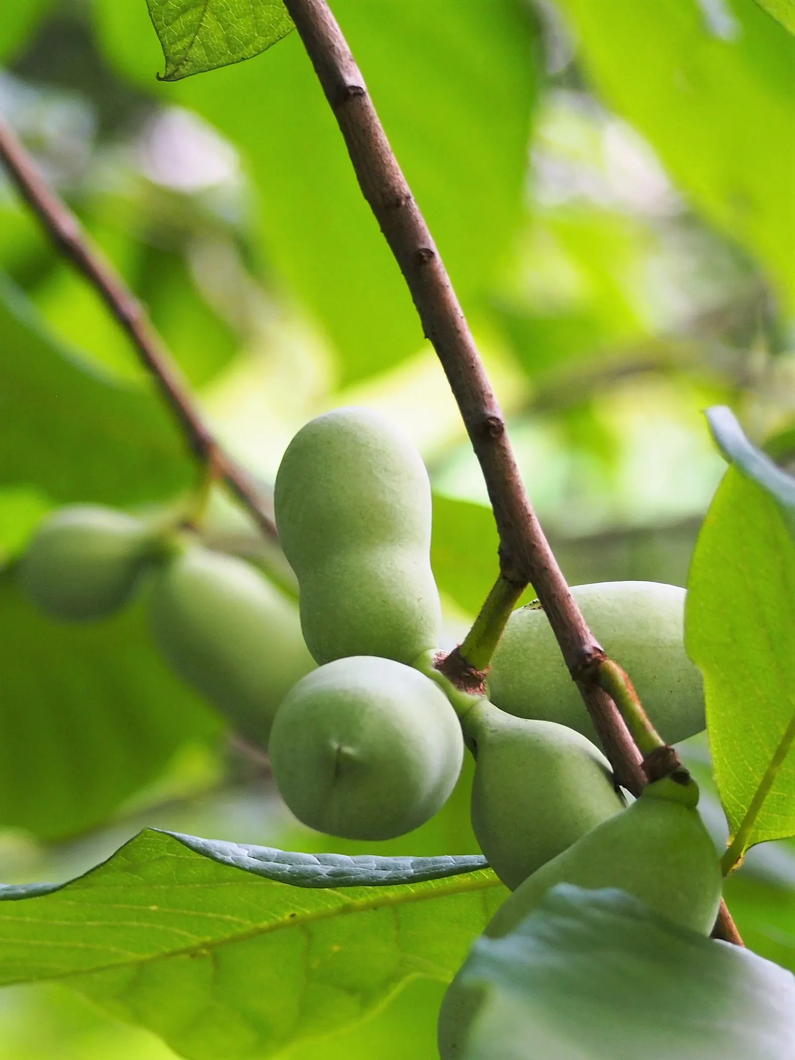 Pawpaw (Asimina Triloba) — is a deciduous North American native tree