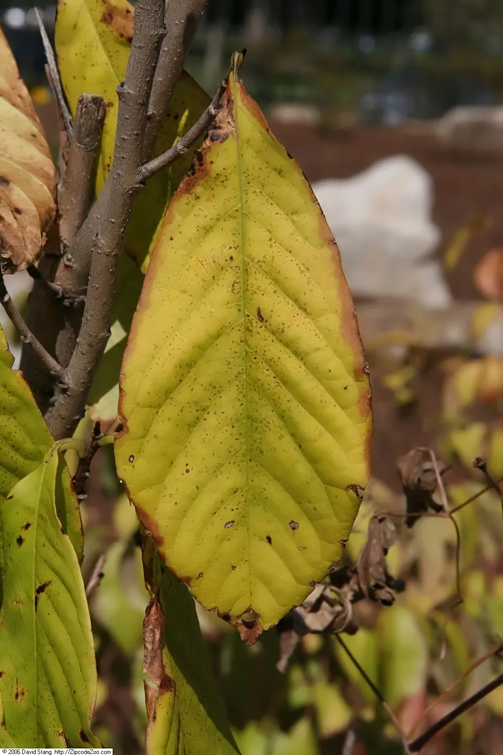 Pawpaw (Asimina Triloba) — Renowned for large, edible fruits reminiscent of bananas and custard, and maroon, six-petaled flowers; the Pawpaw can, image 81