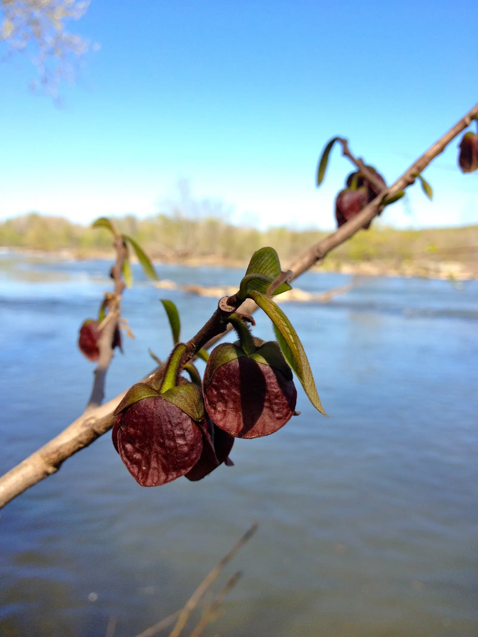 Pawpaw (Asimina Triloba) — Partial shade to full sunlight is acceptable