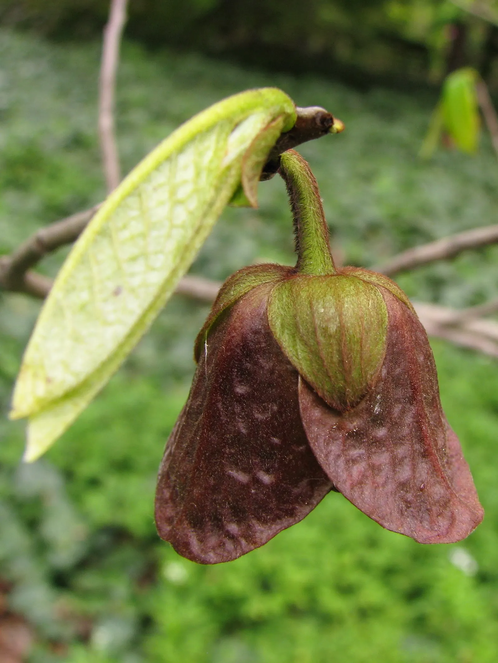 Pawpaw (Asimina Triloba) — as it is not a favorite of bees