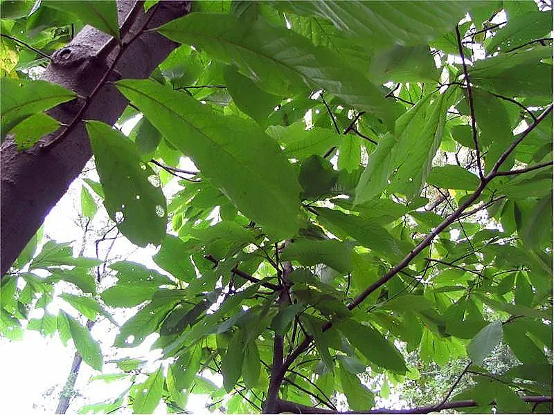 Pawpaw (Asimina Triloba) — Ideal for understory planting or naturalized areas