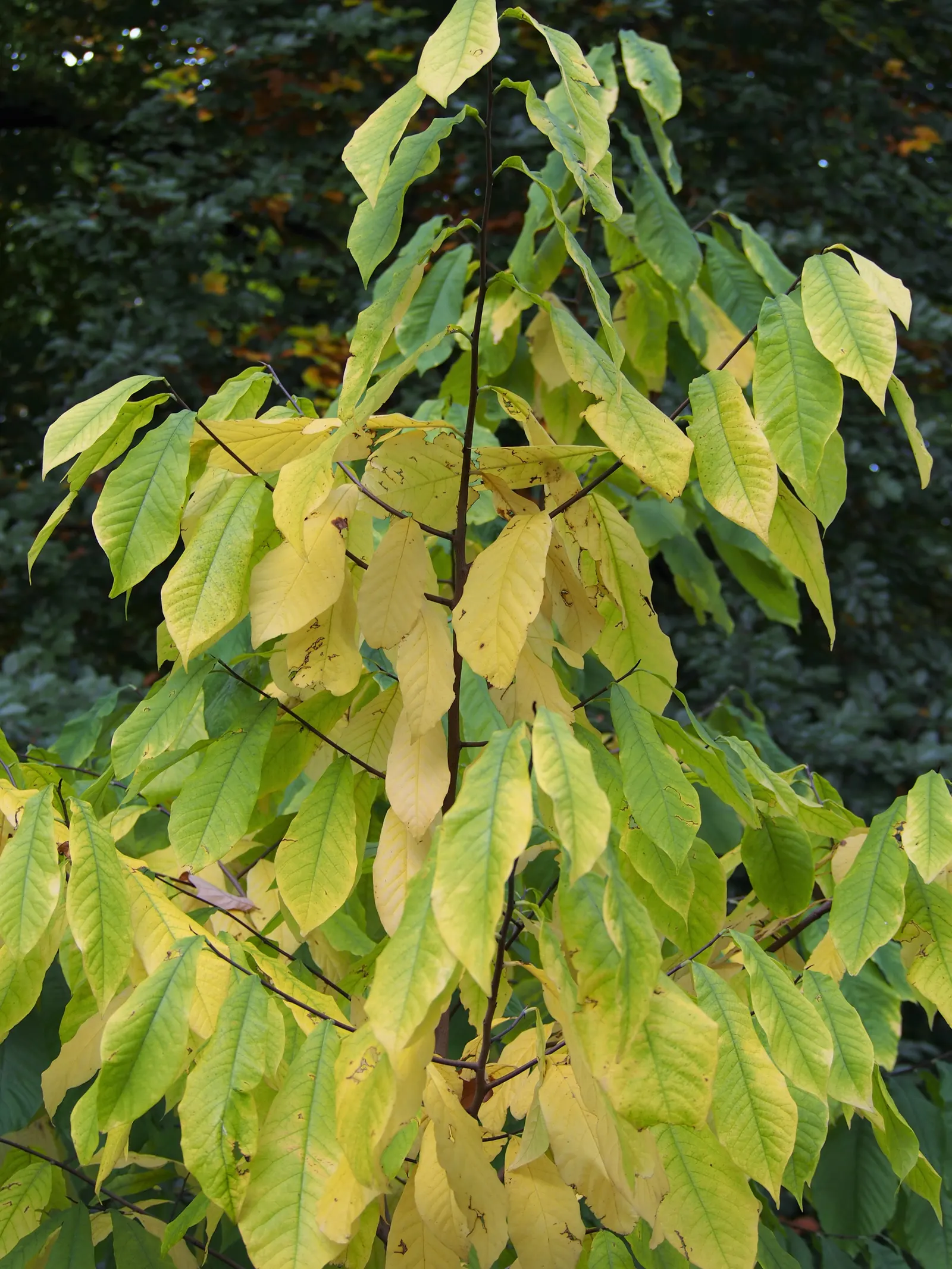 Pawpaw (Asimina Triloba) — tree with purple blooms; partial shade to full sunlight is acceptable