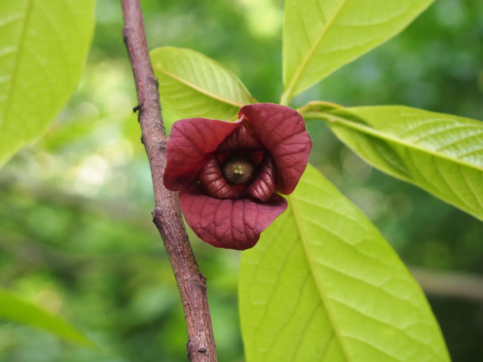 Pawpaw (Asimina Triloba) — the Pawpaw adds a tropical flair and provides exceptional fall color with its golden-yellow foliage; as it is not a, image 58