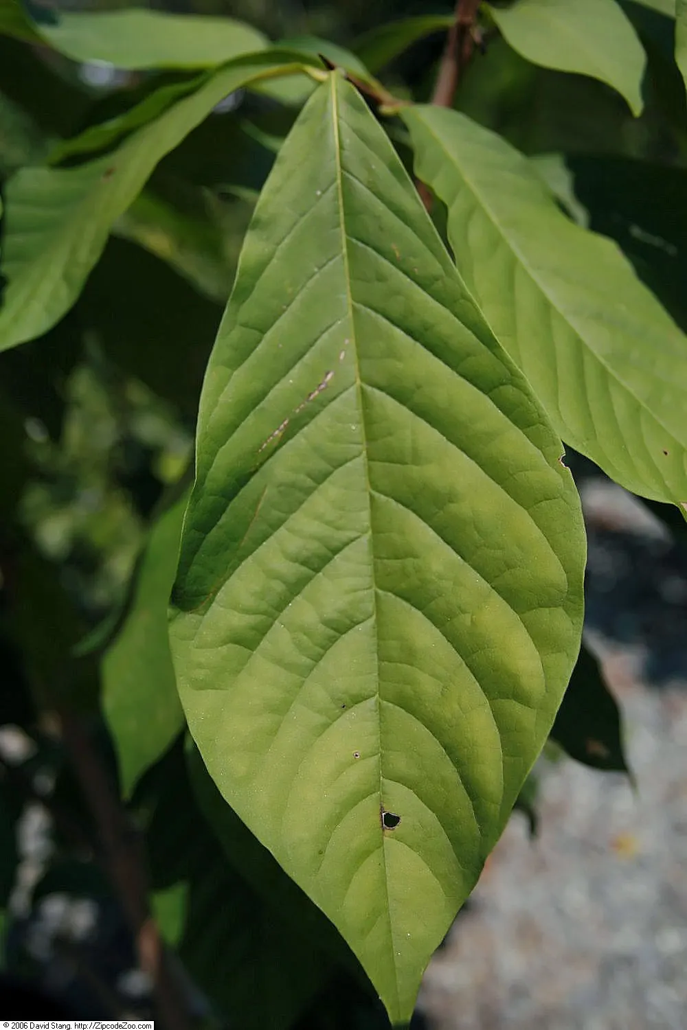 Pawpaw (Asimina Triloba) — is a versatile deciduous tree that contributes a tropical aesthetic to temperate landscapes