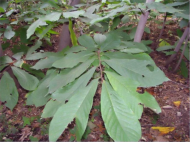 Pawpaw (Asimina Triloba) — It typically grows to 15-20 feet in height with an equal spread; is a deciduous North American native tree, image 112