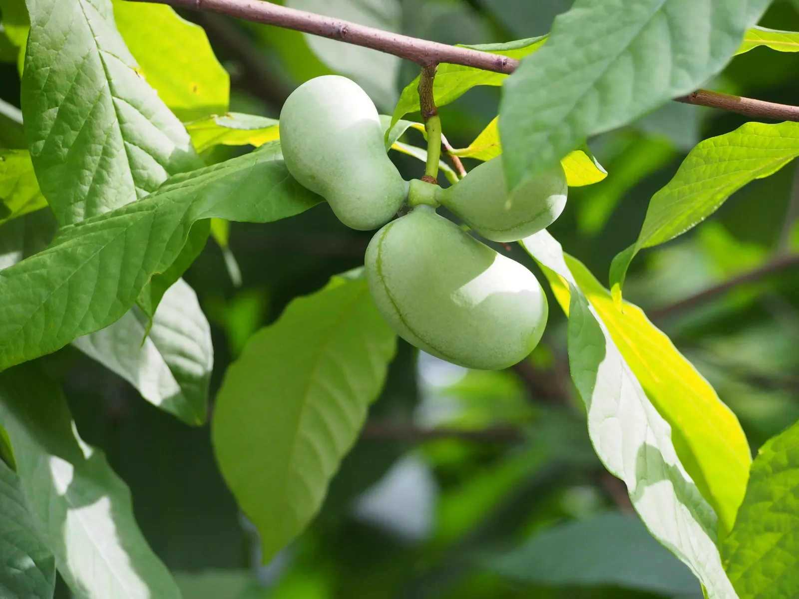 Pawpaw (Asimina Triloba) — Ideal for understory planting or naturalized areas; the Pawpaw adds a tropical flair and provides exceptional fall color, image 83