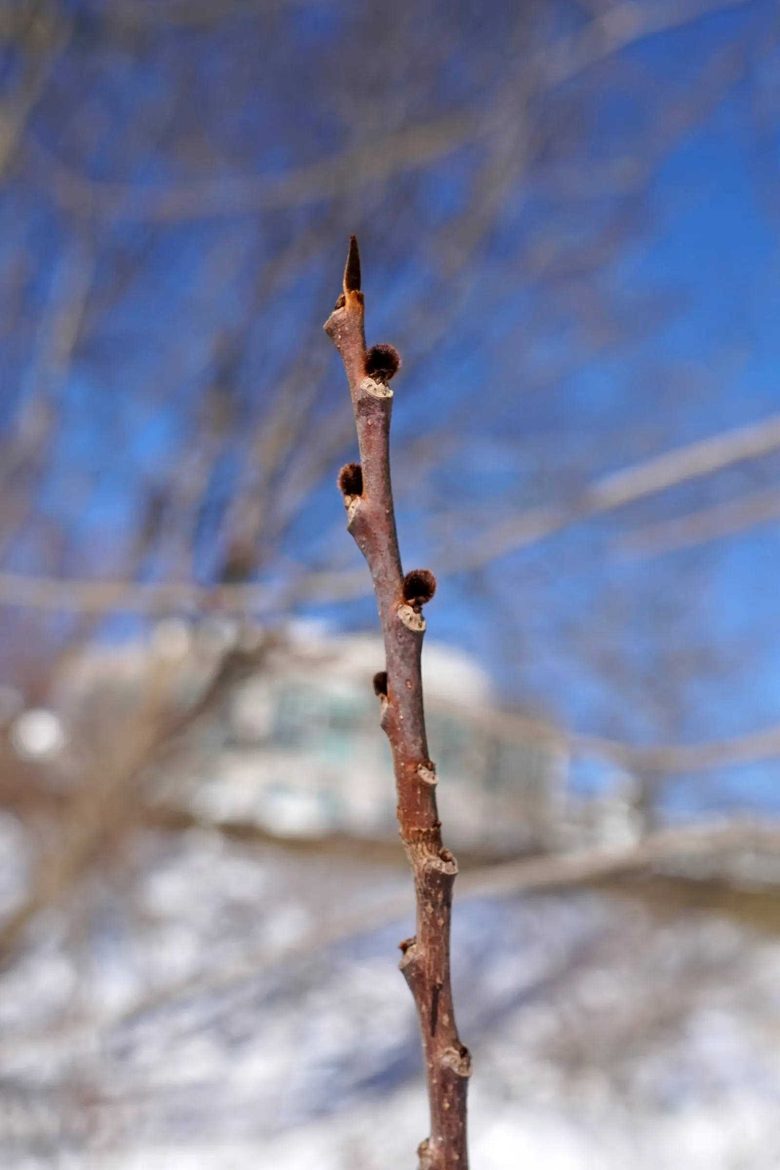 Pawpaw (Asimina Triloba) — tree for full; which rely on the tree for survival, image 104