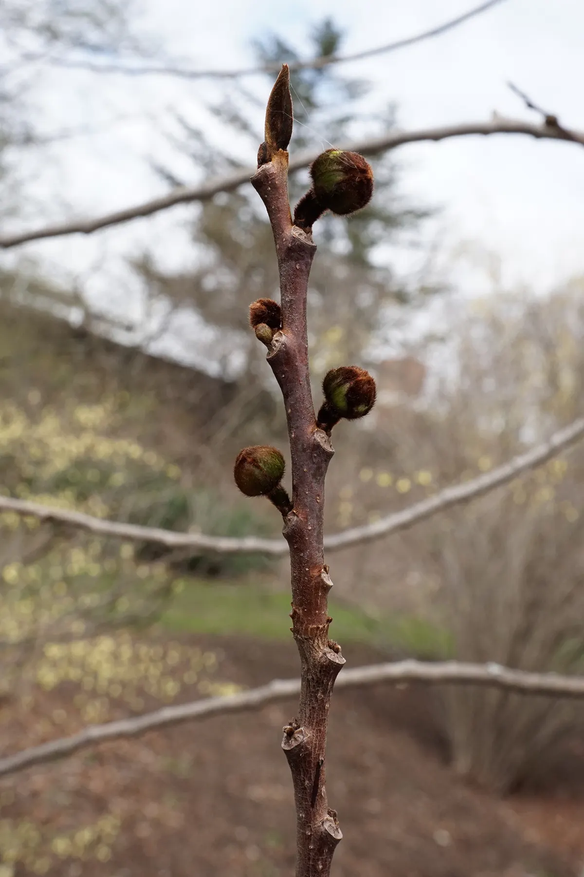 Pawpaw (Asimina Triloba) — as it is not a favorite of bees; the largest native to North America
