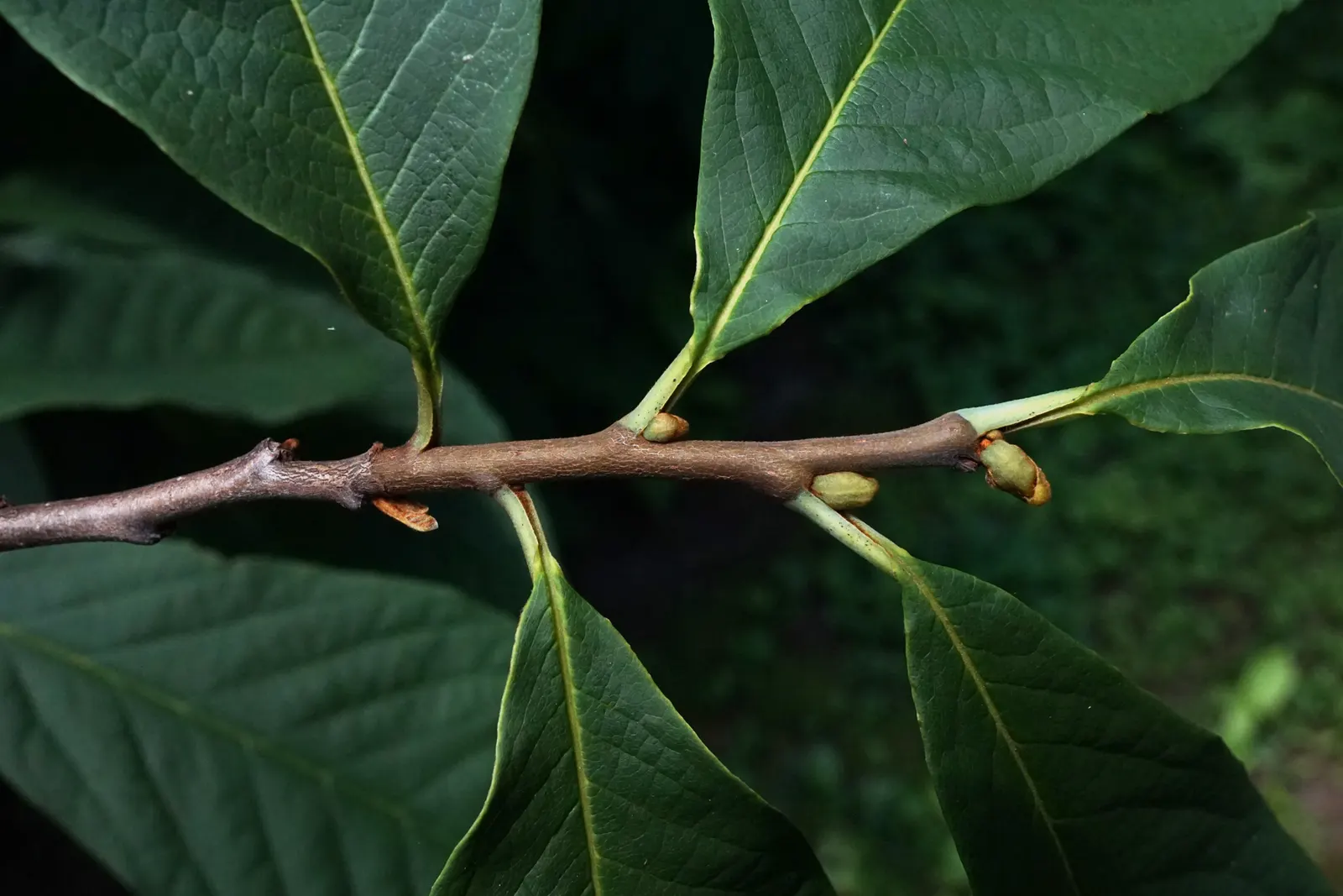 Pawpaw (Asimina Triloba) — the largest native to North America; it thrives in hardiness zones 5 through 9 and prefers rich, well-drained soil, image 114