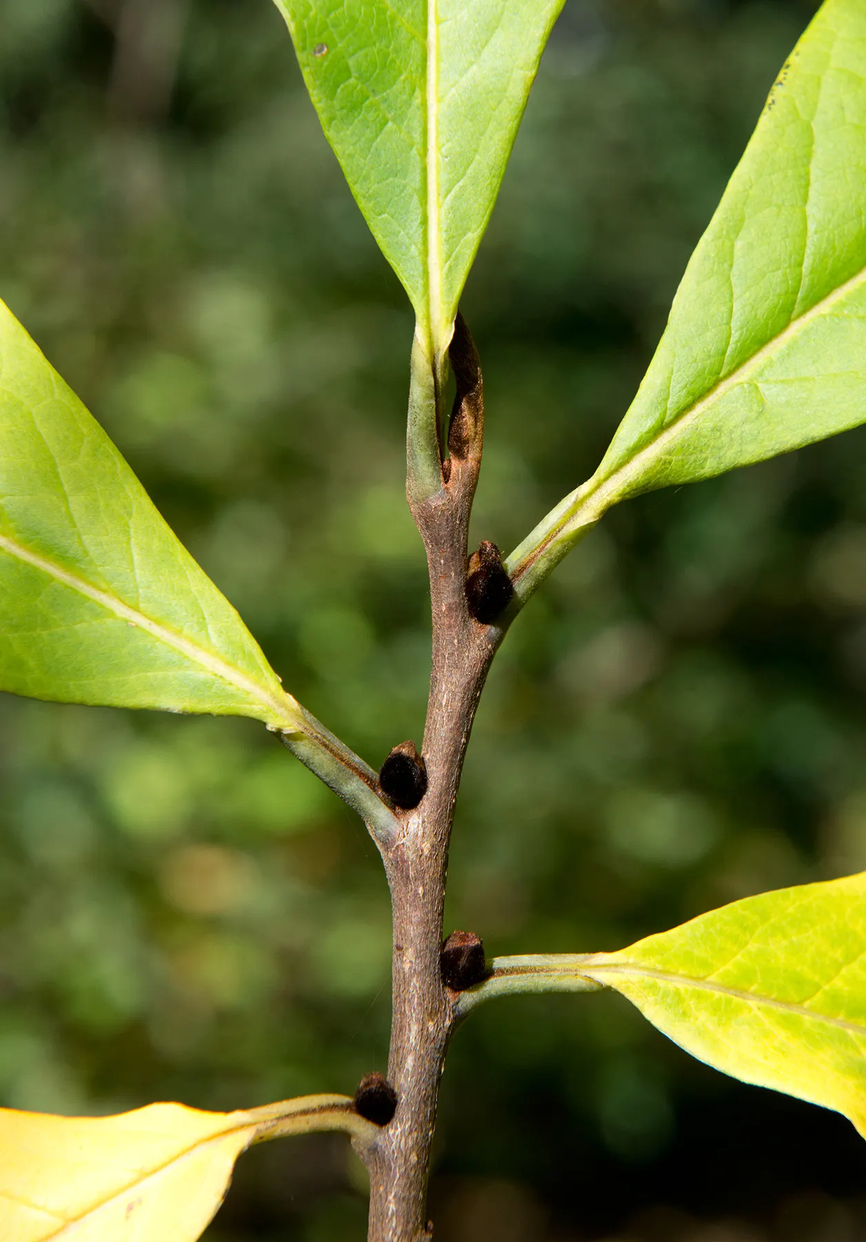 Pawpaw (Asimina Triloba) — When designing with sustainability in mind; is a versatile deciduous tree that contributes a tropical aesthetic to temperate