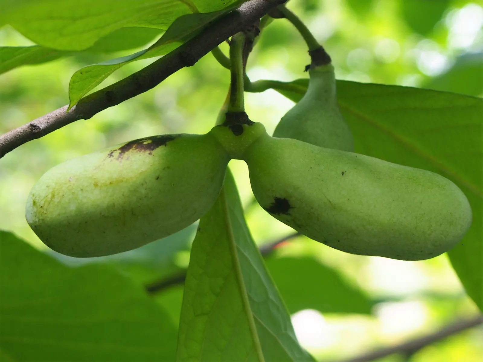 Pawpaw (Asimina Triloba) — which rely on the tree for survival; reaching 15-20 ft high with a similar spread, image 75