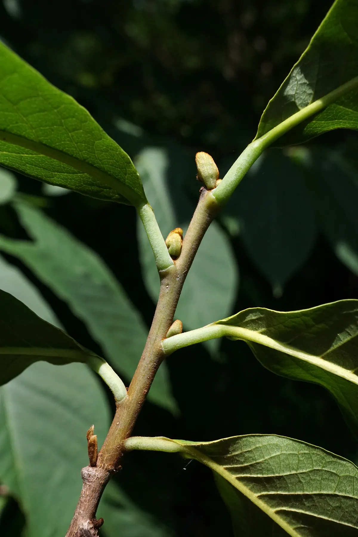 Pawpaw (Asimina Triloba) — is a versatile deciduous tree that contributes a tropical aesthetic to temperate landscapes; when designing with, image 85