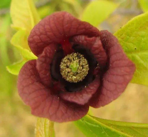 Pawpaw (Asimina Triloba) — Prefers moist, well-drained soil in partial shade; tree with purple blooms, image 56