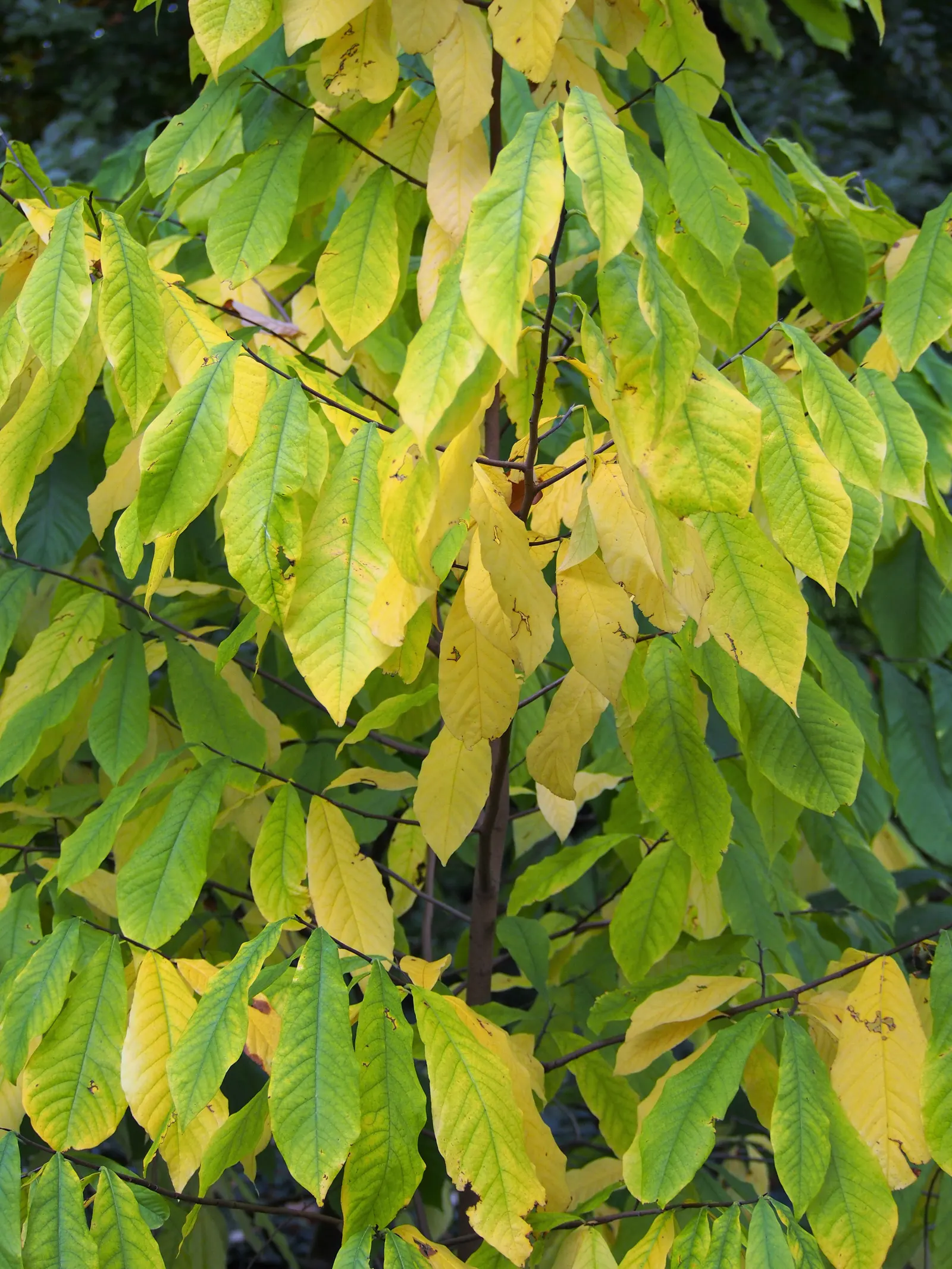 Pawpaw (Asimina Triloba) — Prefers moist, well-drained soil in partial shade; tree with purple blooms