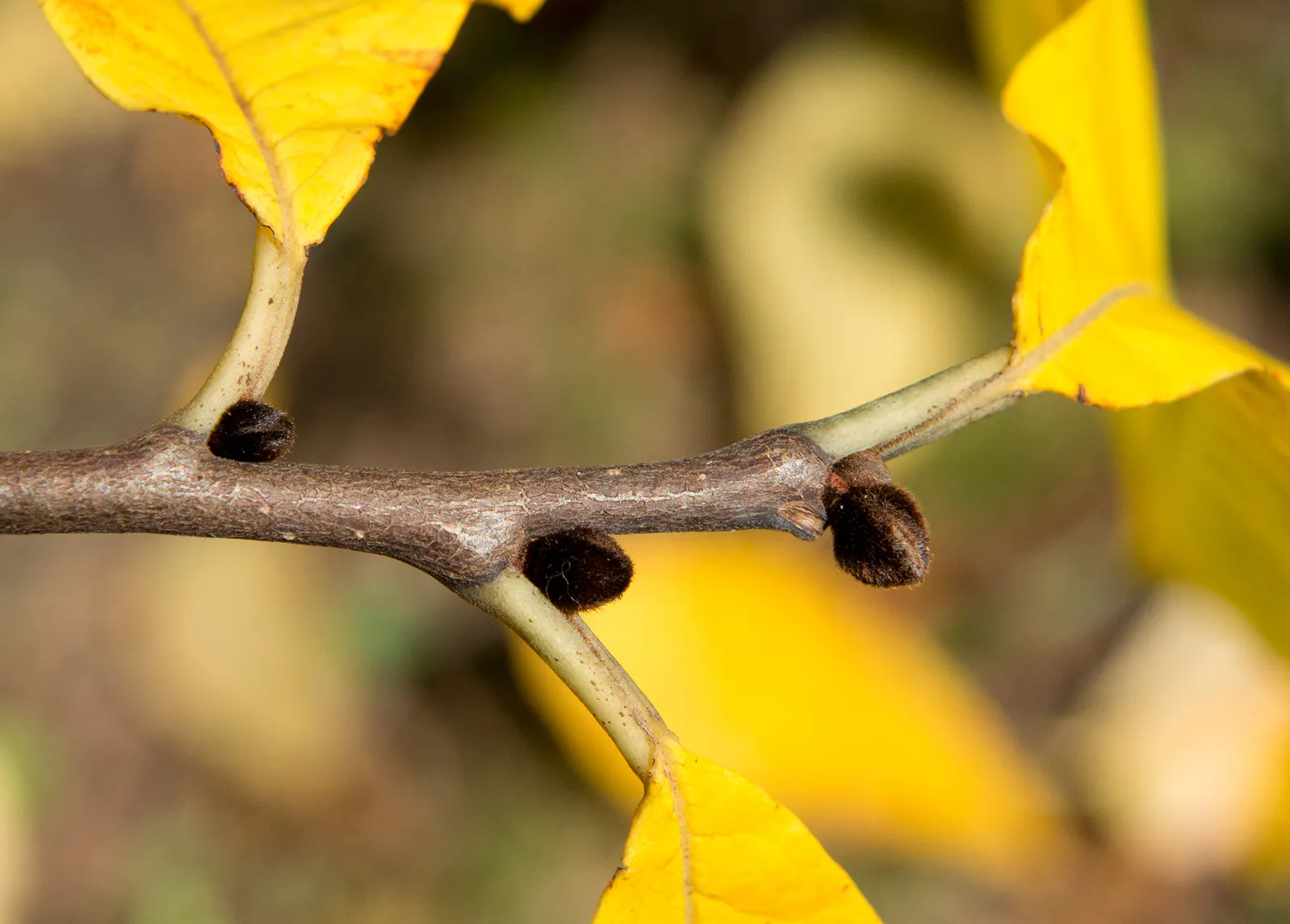 Pawpaw (Asimina Triloba) — which rely on the tree for survival
