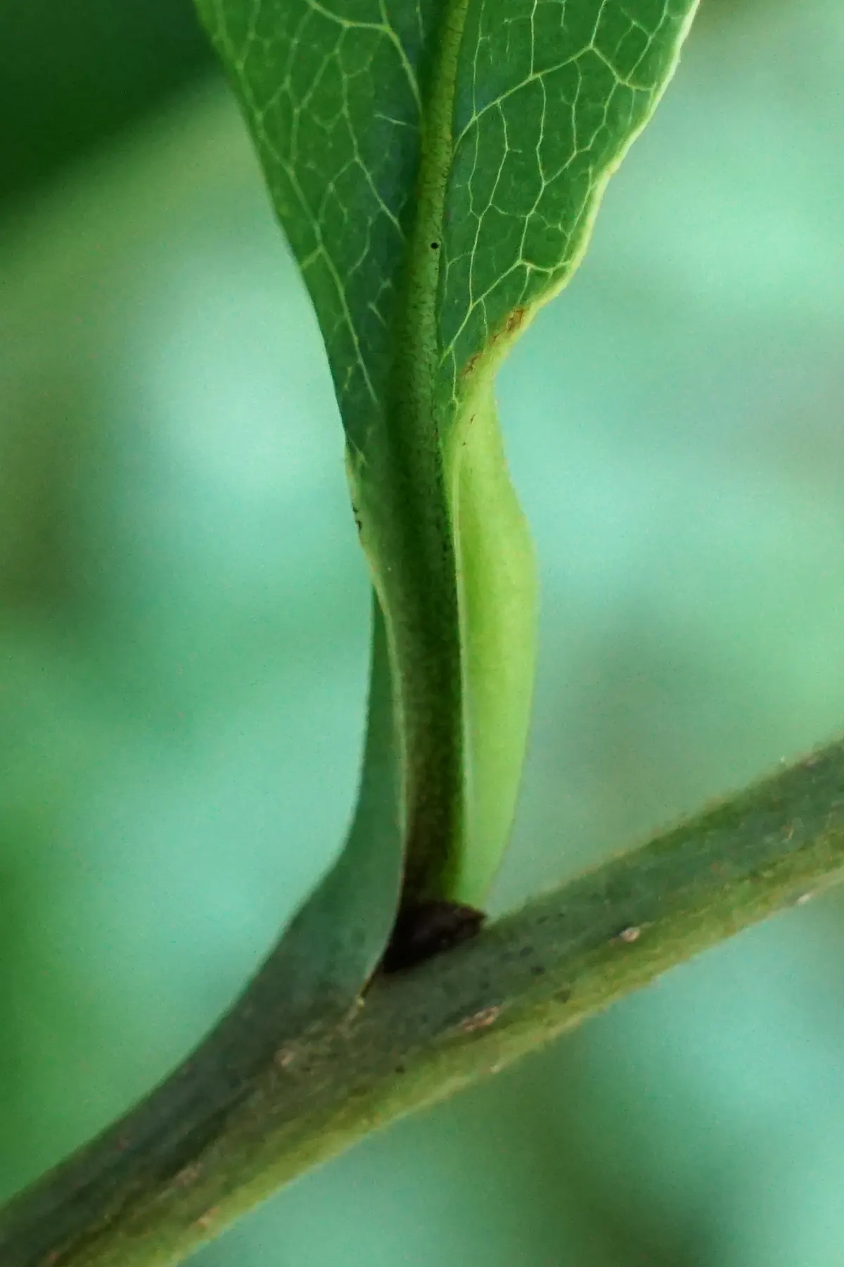 Pawpaw (Asimina Triloba) — Prefers moist, well-drained soil in partial shade; tree with purple blooms, image 82