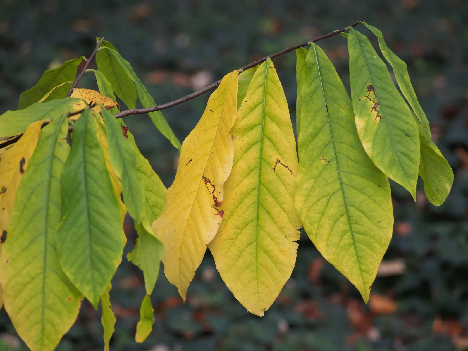 Pawpaw (Asimina Triloba) — typically by flies or beetles; renowned for large, edible fruits reminiscent of bananas and custard, and maroon, six-petaled flowers