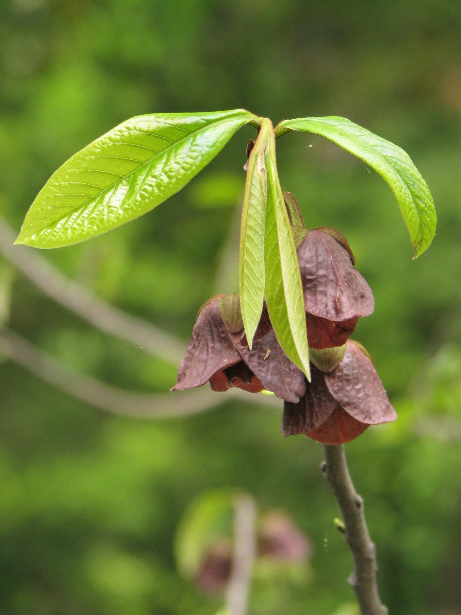 Pawpaw (Asimina Triloba) — providing nourishment for caterpillars of the Zebra Swallowtail butterfly; the Pawpaw supports local ecosystems, image 100